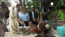 Thailandia, trovati mille animali in gabbie