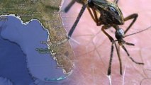 Super Sized Mosquitos Descend On Florida