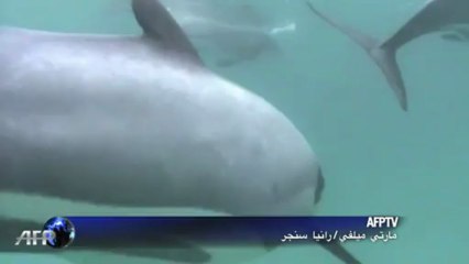 ضغوط على نيوزيلندا لانقاذ اندر دلافين العالم