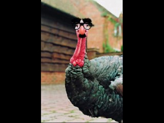 Mon ami Dindon-Glouton enfourche une jeune japonaise