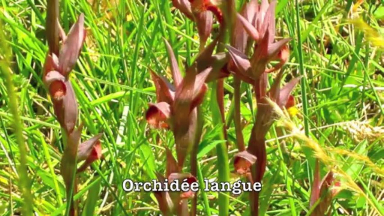 Rando Photo Botanique