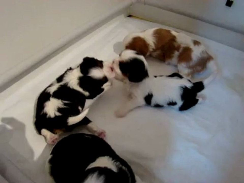 Cavaliers King Charles de Luline - 2013 - A 3 semaines