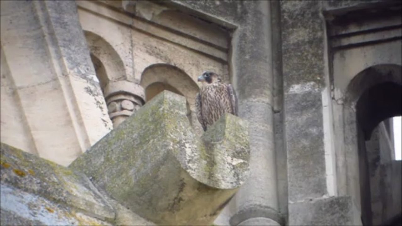 Faucon pèlerin Nancy (54, FR)