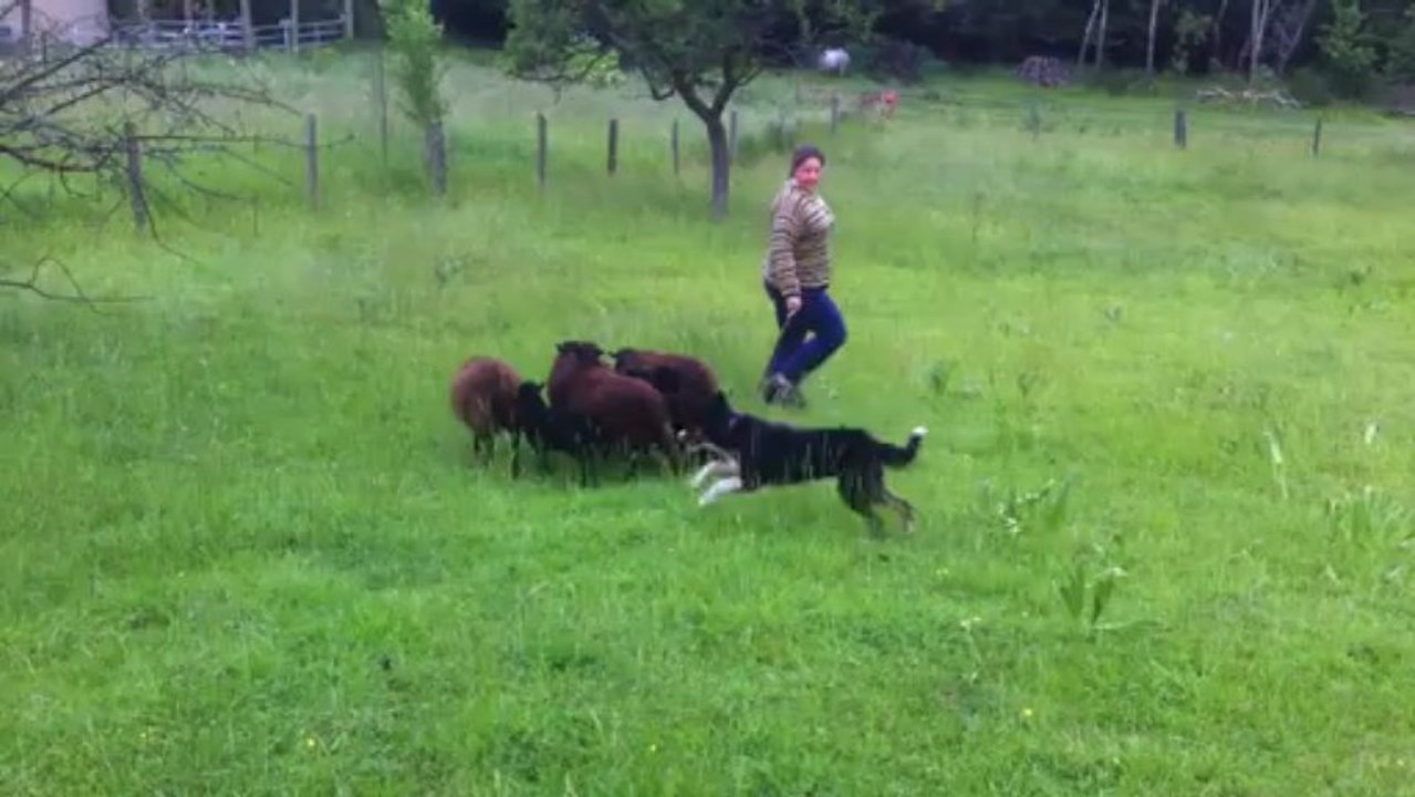 Heaven 5 mois et demi débuts au troupeau essai en libre