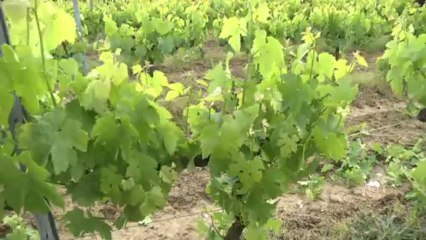 Farizeau s'approche du Bio