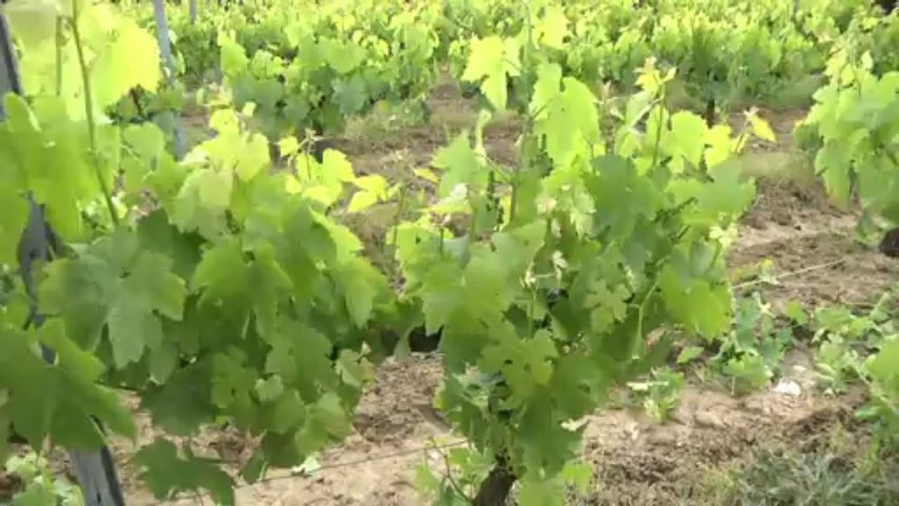 Farizeau s'approche du Bio
