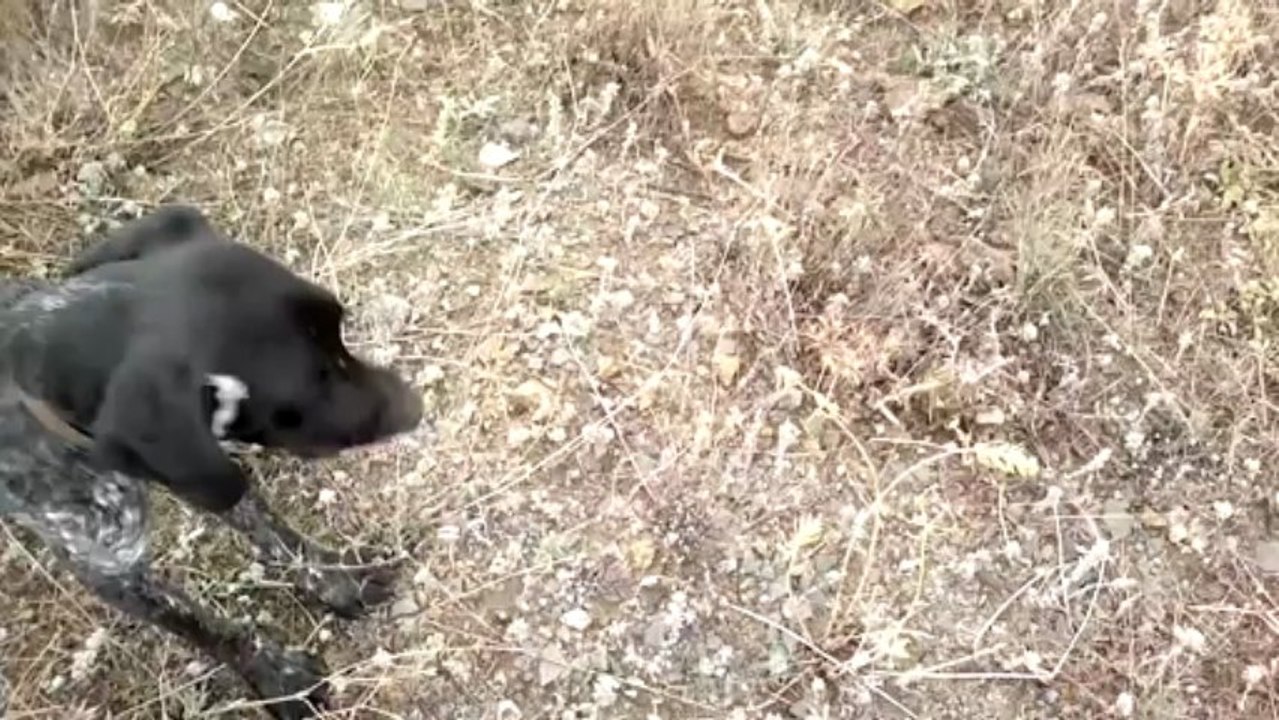 Kont ve Fıstık'ın  ferması ile av