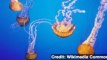 Does Growing Jellyfish Population Mean Oceans Are Sick?