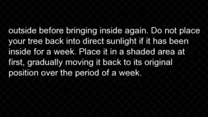 Caring for your first bonsai