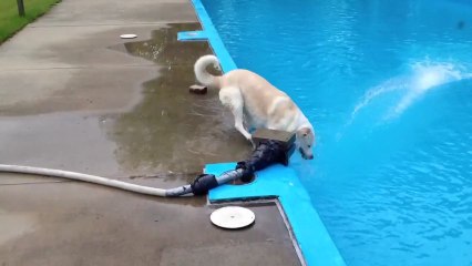 Mon chien est un con! Belle chute dans la piscine.