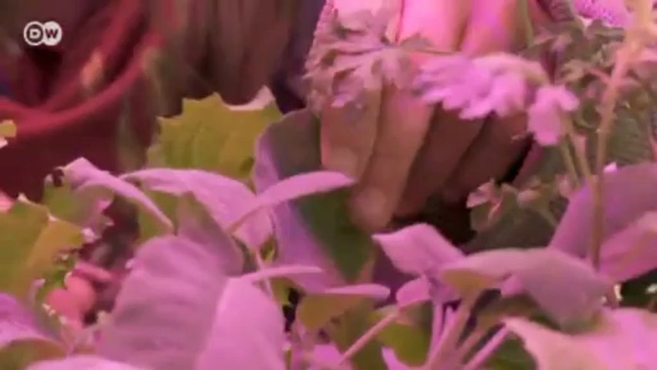 Urban Farming in den Niederlanden | Euromaxx