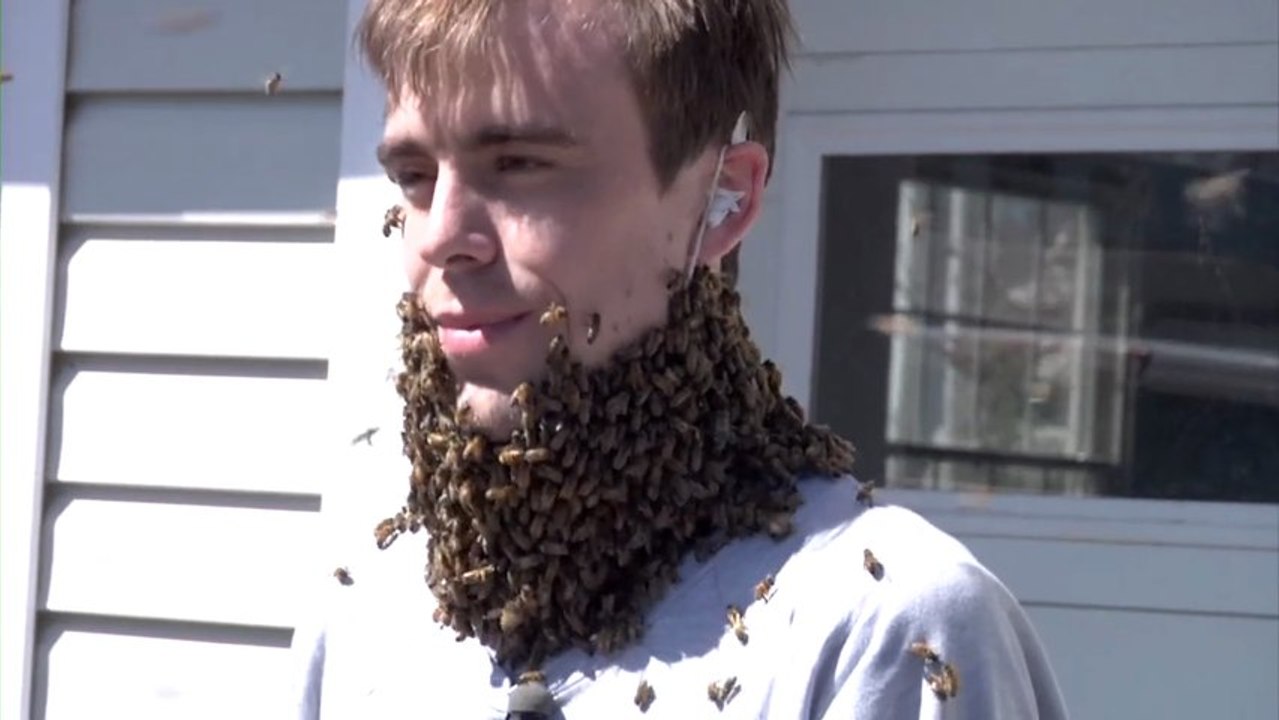 Pari de fou : Une barbe d'abeilles pour 1 million de fan Facebook..et il l'a fait!