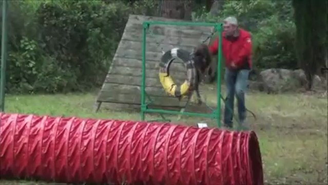 Journee porte ouverte - Les amis du Boxer 2013