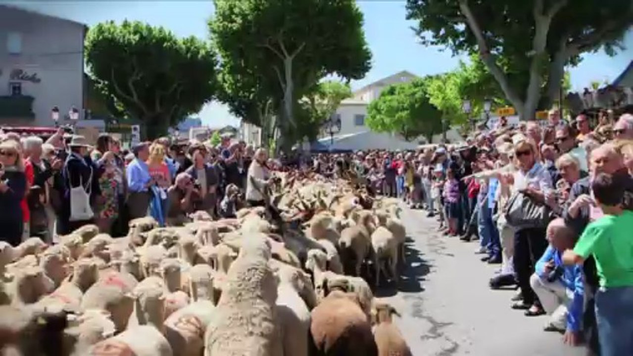 Transhumance en Provence 2013: Saint Rémy de Provence