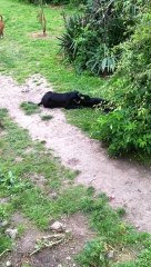 Harlem et Heroes sont en forme depuis ce matin!