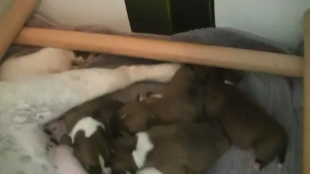 Chiot staffordshire bull terrier ( staffie ) vidéo 1 de la 11ème portée