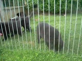 11 juin 2013 (3) : marron avec aboiements du rouge en fond