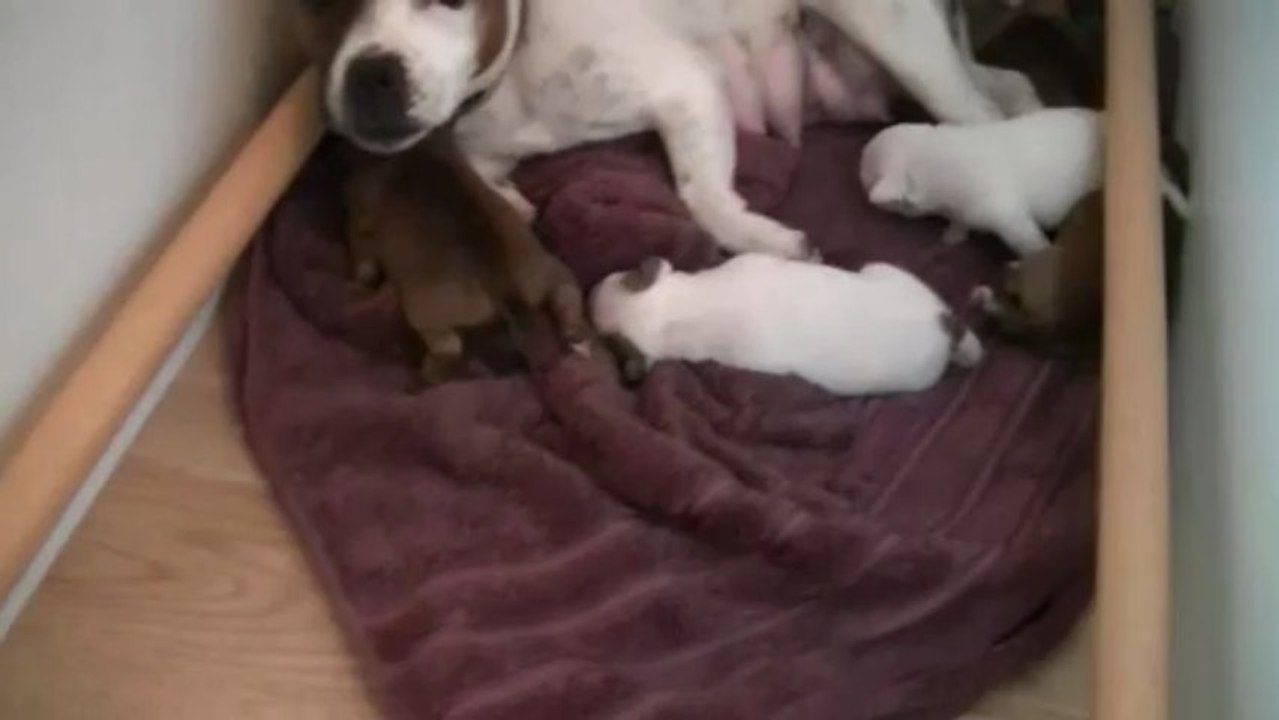 Chiot staffordshire bull terrier ( staffie ) vidéo 3 de la 11ème portée