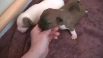 Chiot staffordshire bull terrier ( staffie ) vidéo 4 de la 11ème portée