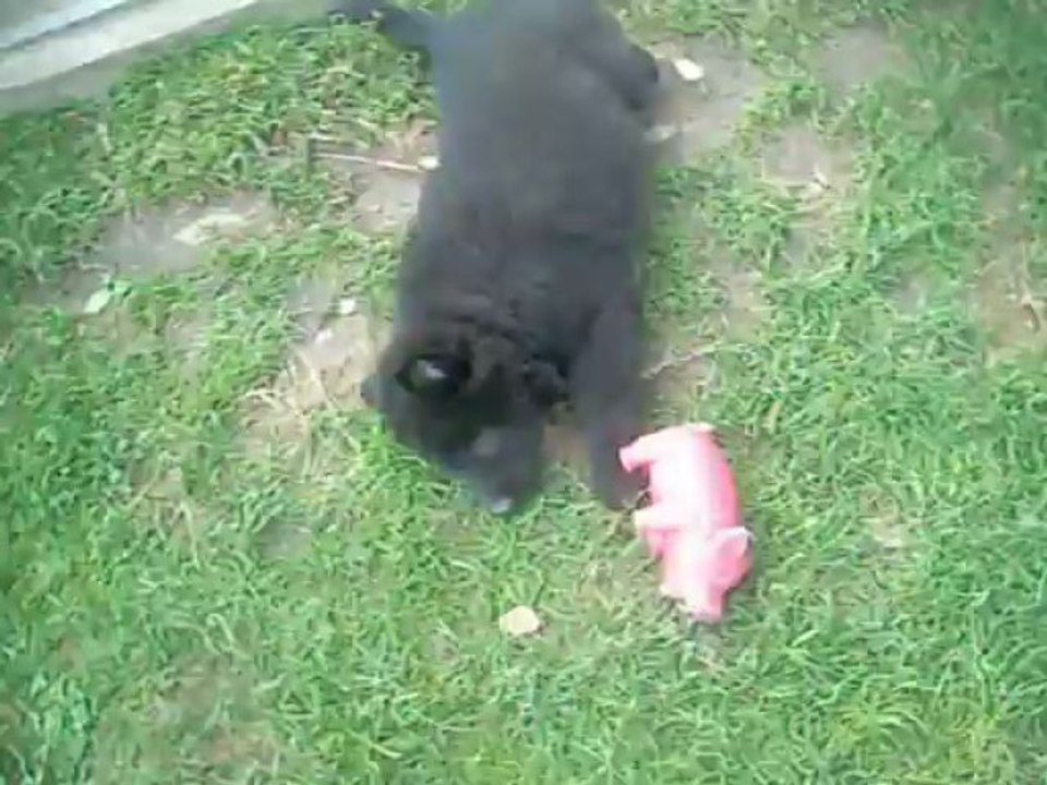 11 juin 2013 :  (5) marron & blanc