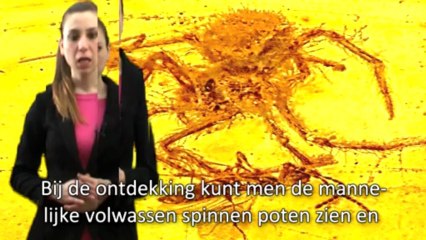 BEWIJS VAN DE SCHEPPING