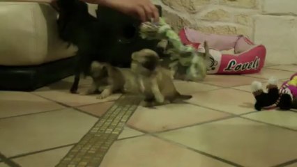 Les petits Z'Amours sont de sortie