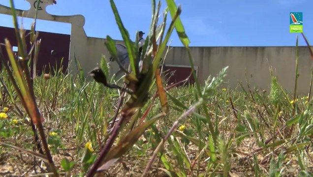 Les chevaux lusitaniens, fierté nationale