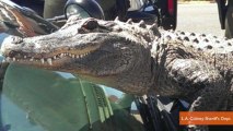 Alligator Spotted Near Road, Leads to 911 Call and More Animals