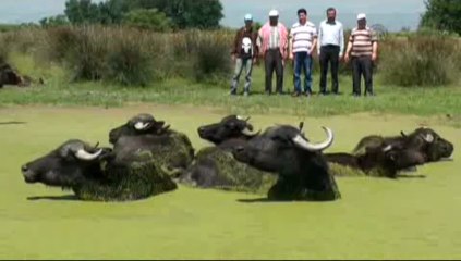 Manda yetiştirmek için, suni sulak alan oluşturdu