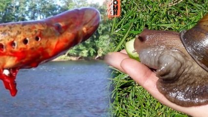 Which Animal is More Disturbing?: The Sea Lamprey or the Giant Snail