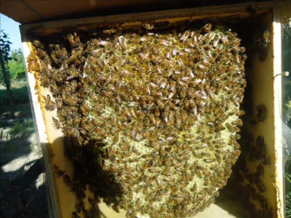 Kara kovan Balı  11-06- 2013   - Soner GENEL  Bundan Doğalı yok...