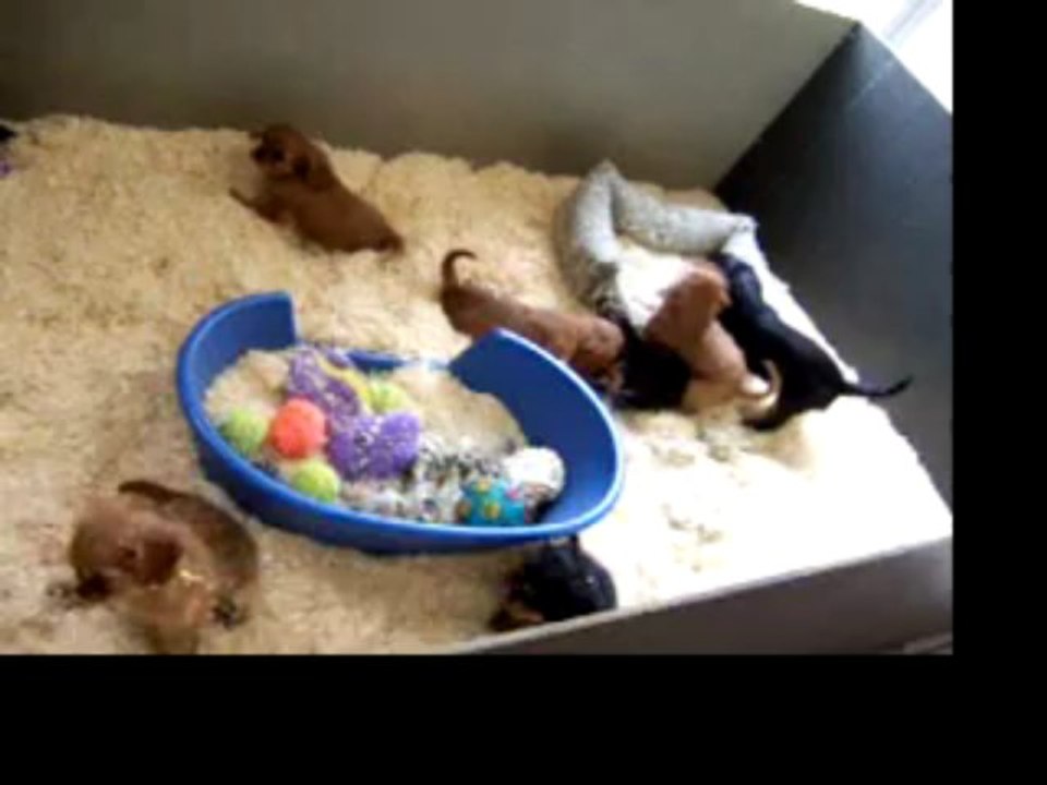 11 juin 2013 chiots chelsea nés le 15 avril et idalgo (chiot éclipse collier rouge né le 31 mars)