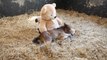 Un poney orphelin dort avec un ours en peluche..Trop mimi!