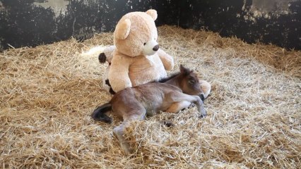 Un poney orphelin dort avec un ours en peluche..Trop mimi!