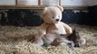 An Orphan pony sleeps with a teddy bear! So Cute...