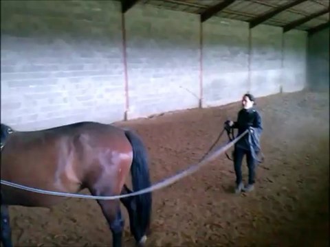 Début aux longues-rênes