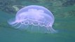 Jellyfish Population Boom Could Be Bad News for Oceans
