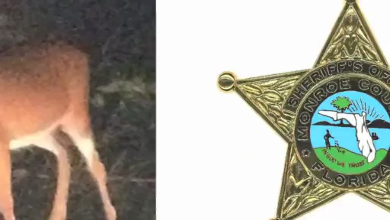 Doritos Bag Gets Stuck on Deer's Head video Dailymotion