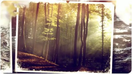 C & D Stump and Tree Removal LLC - (518) 365-0523