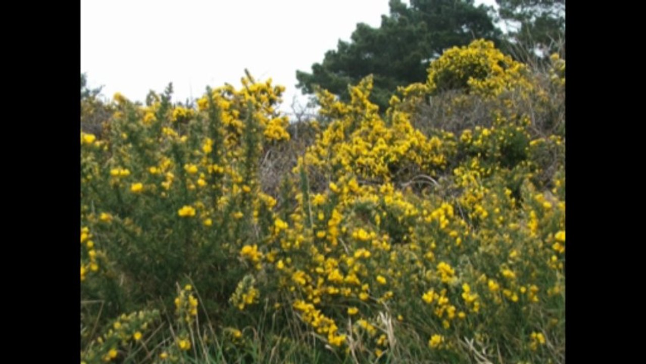 Poèmes d'Elise, de Guillaume et de Marie