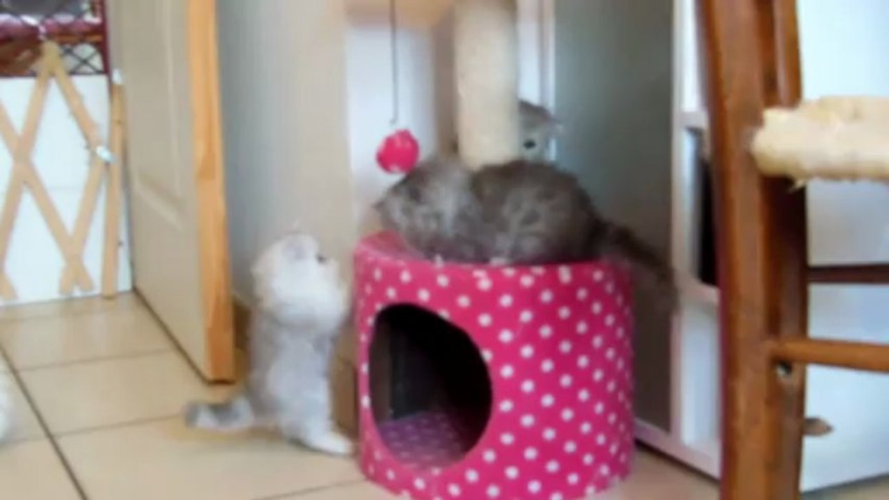 3 p'tits chtas qui font les fous !