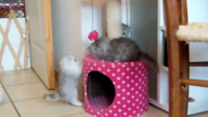 3 p'tits chtas qui font les fous !