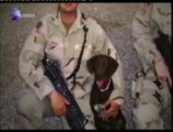 Perros militares: Reclutas caninos