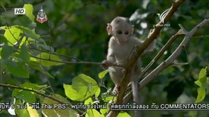 ตามติดชีวิตสัตว์ป่า - ลิง 12June13