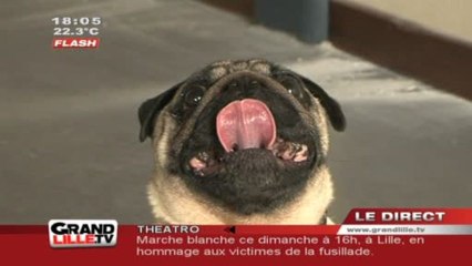 "Mon chien n'est pas une poule!"