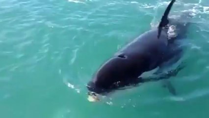 Download Video: Killer Whale Steals Fish! Awesome