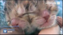 Un chaton à deux têtes voit le jour aux Etats-Unis