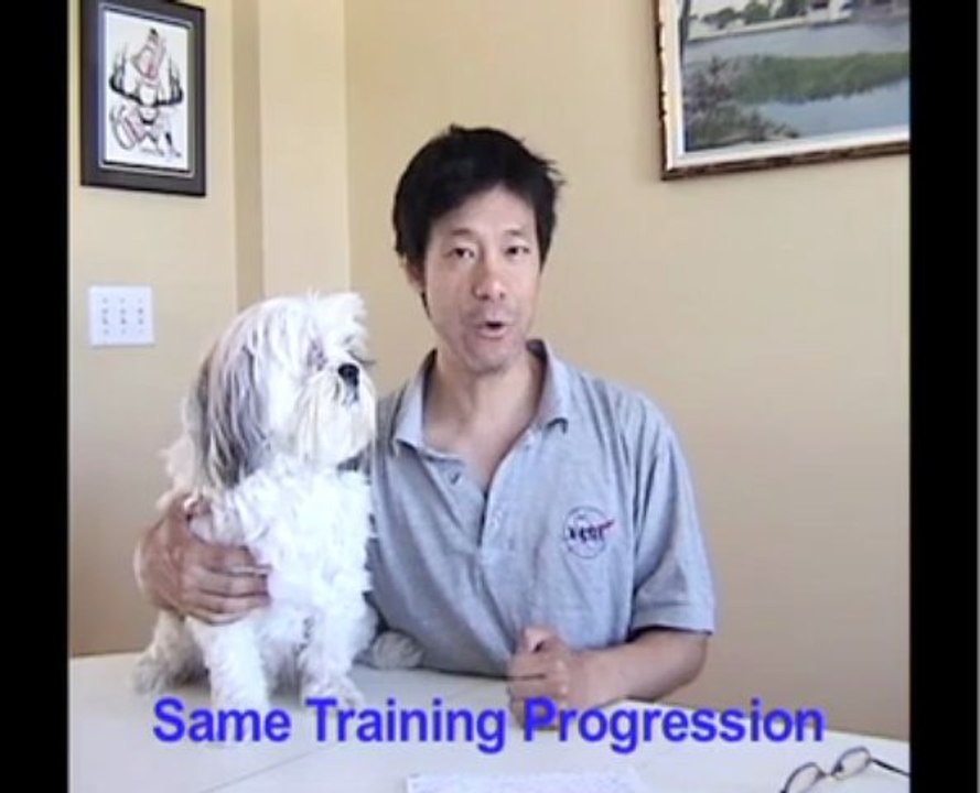 Comment On Dog Pee Pads For Potty Training Puppies