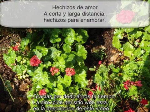 Hechizos de Amor efectivos para atraer el amor