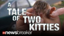 FREAKY: Cat born with 2 faces! (WATCH)
